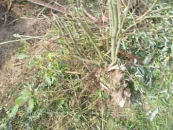Покос травы, поросли, расчистка участка, вывоз мусора